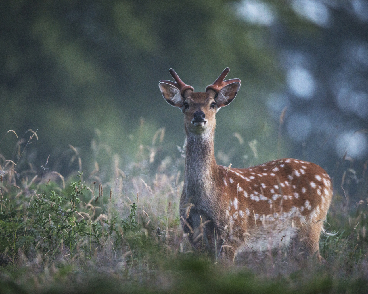 Пятнистый олень в траве