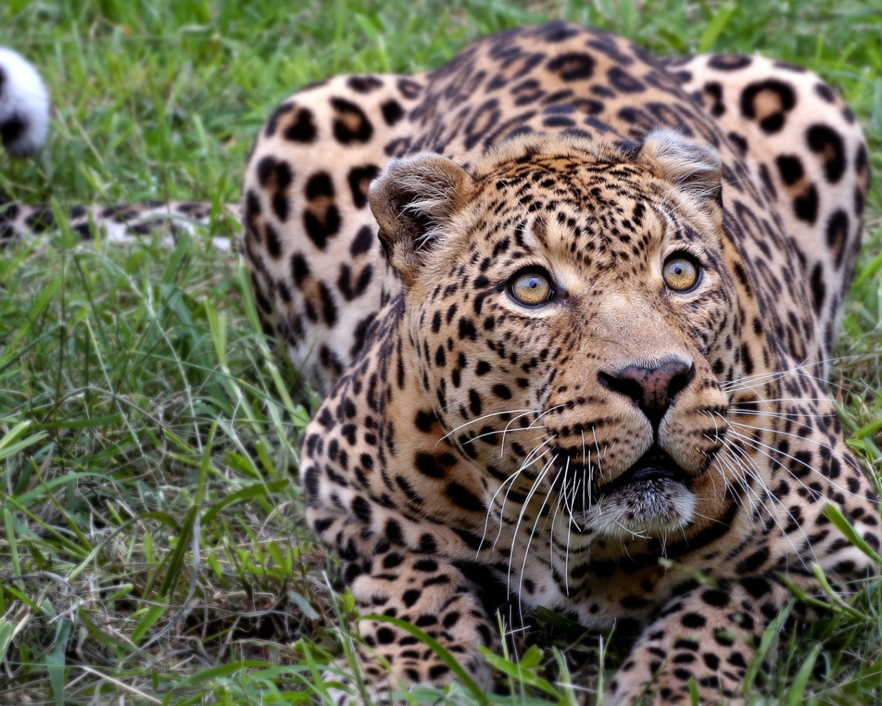 Африканский леопард