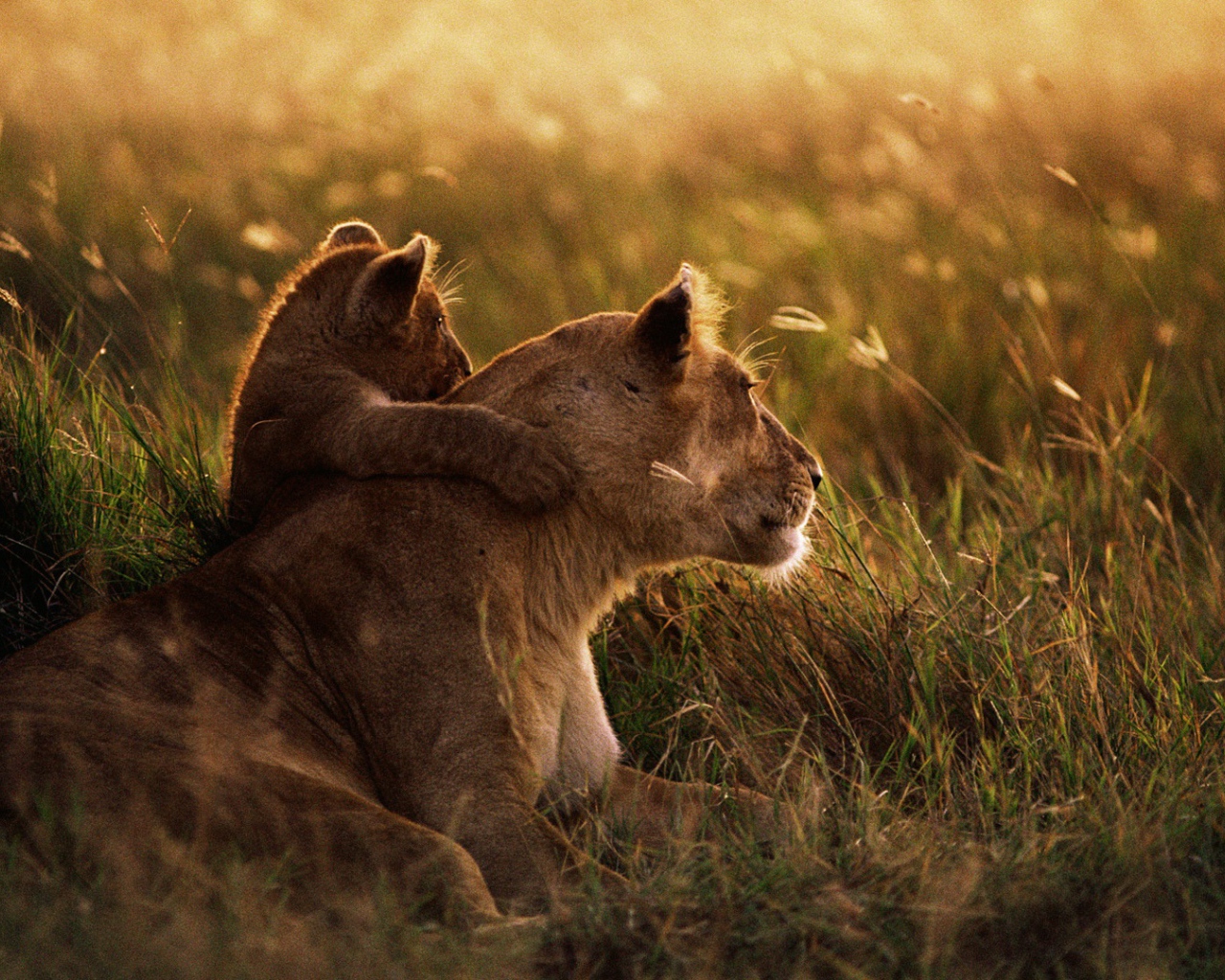 Африканский лев