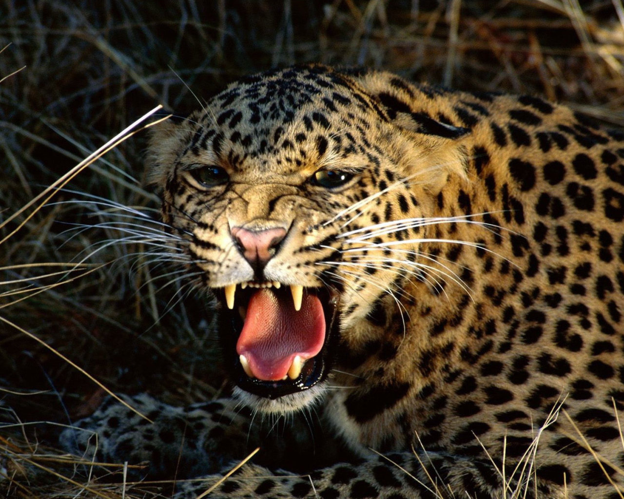 Агрессивный леопард