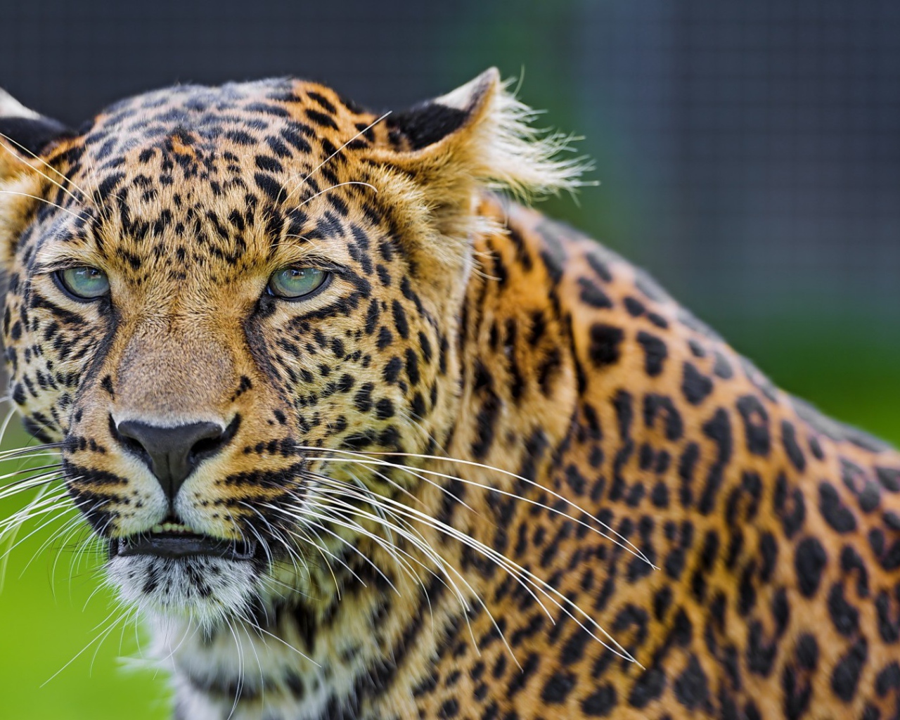 Восхитительный леопард