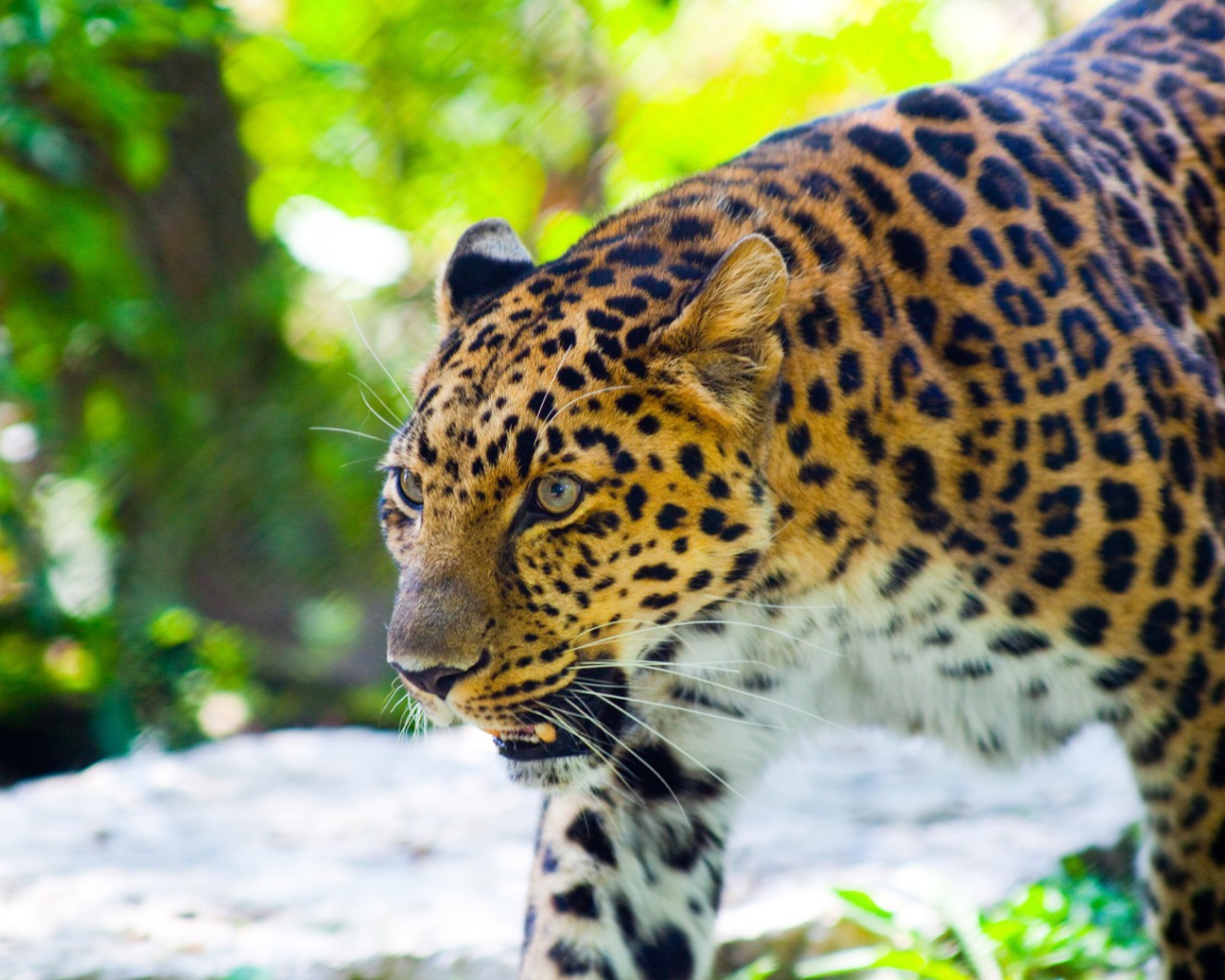 Злой леопард