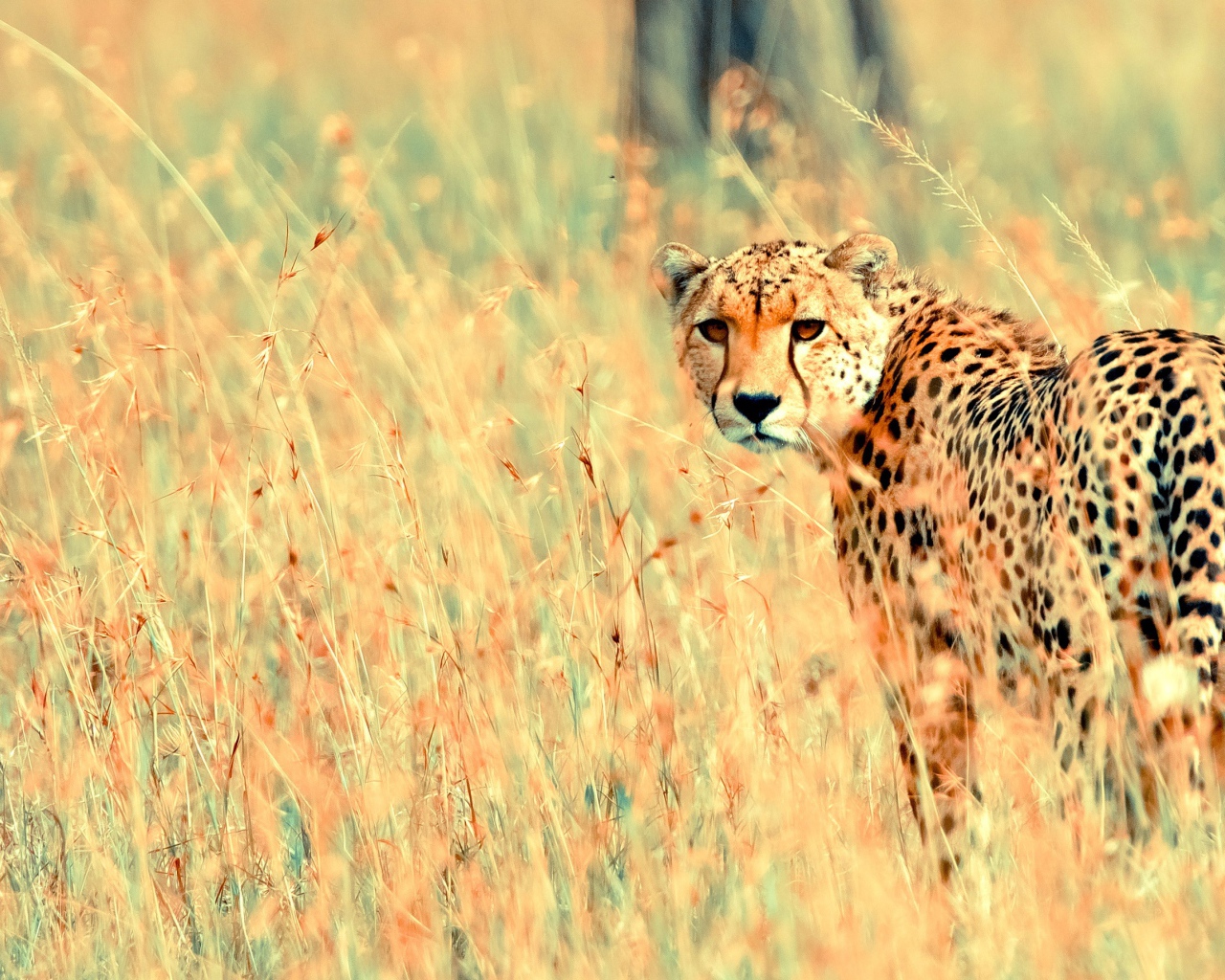 Прекрасный геппард