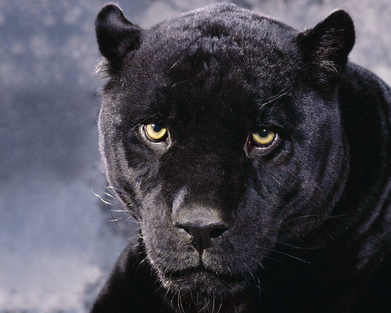 Черная пантера