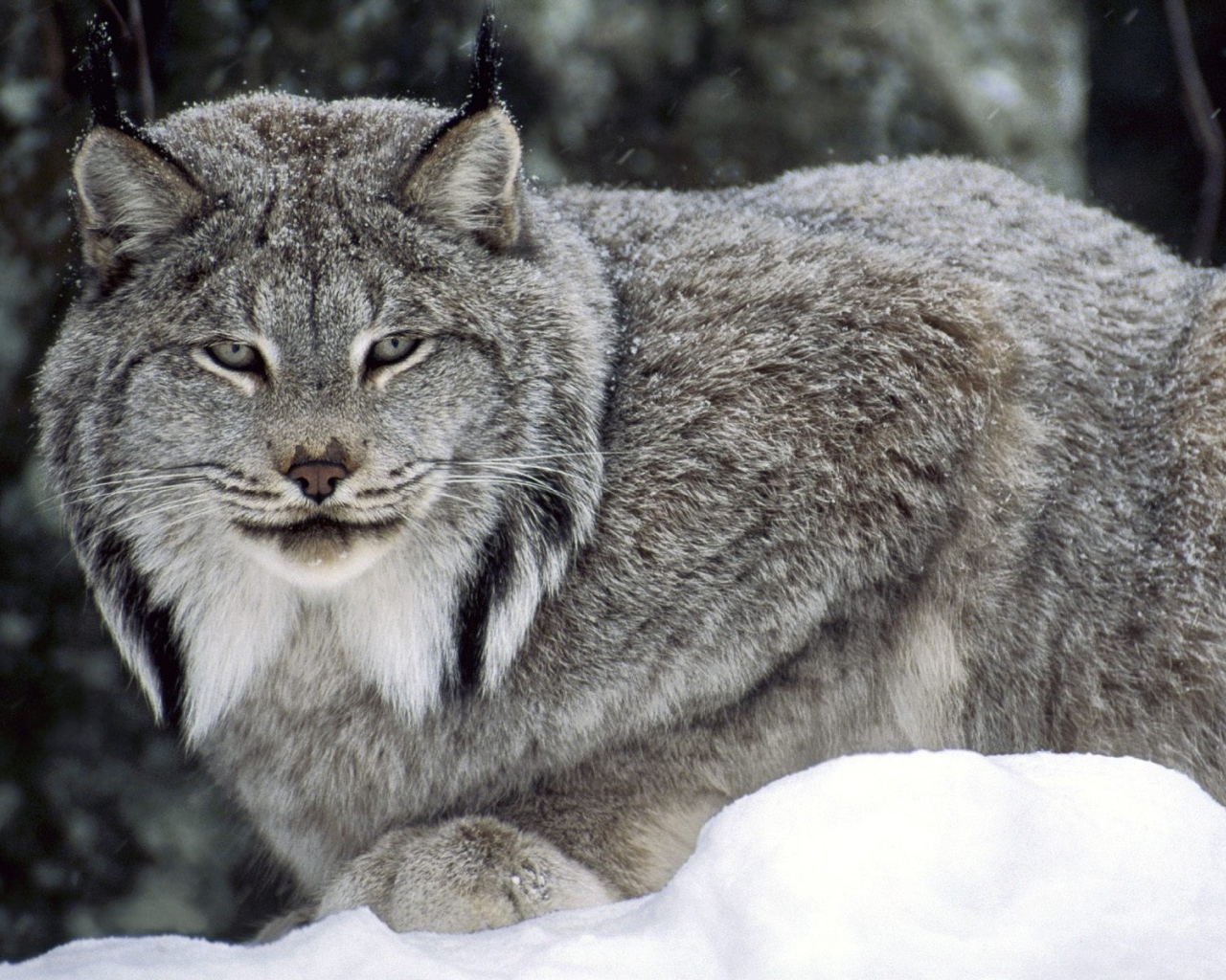 Канадская рысь