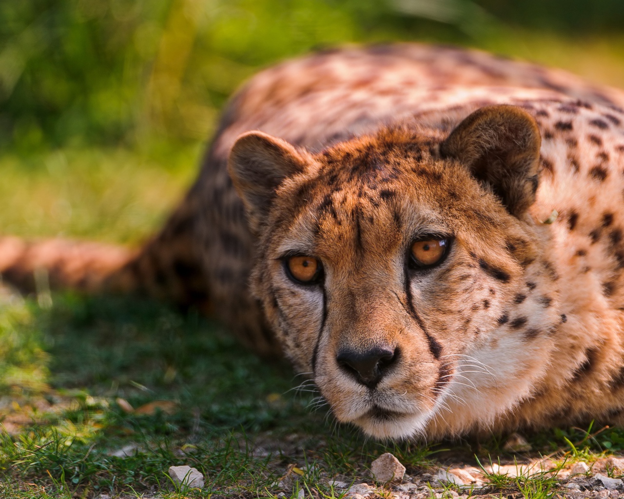 Лежащий геппард