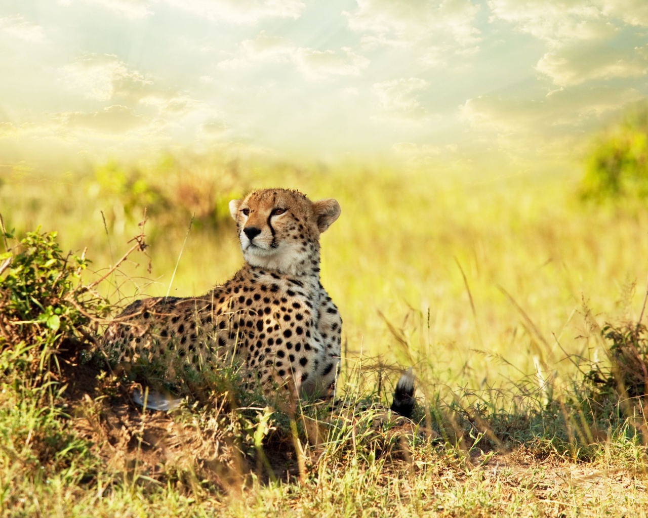 Гепард в африканской саванне