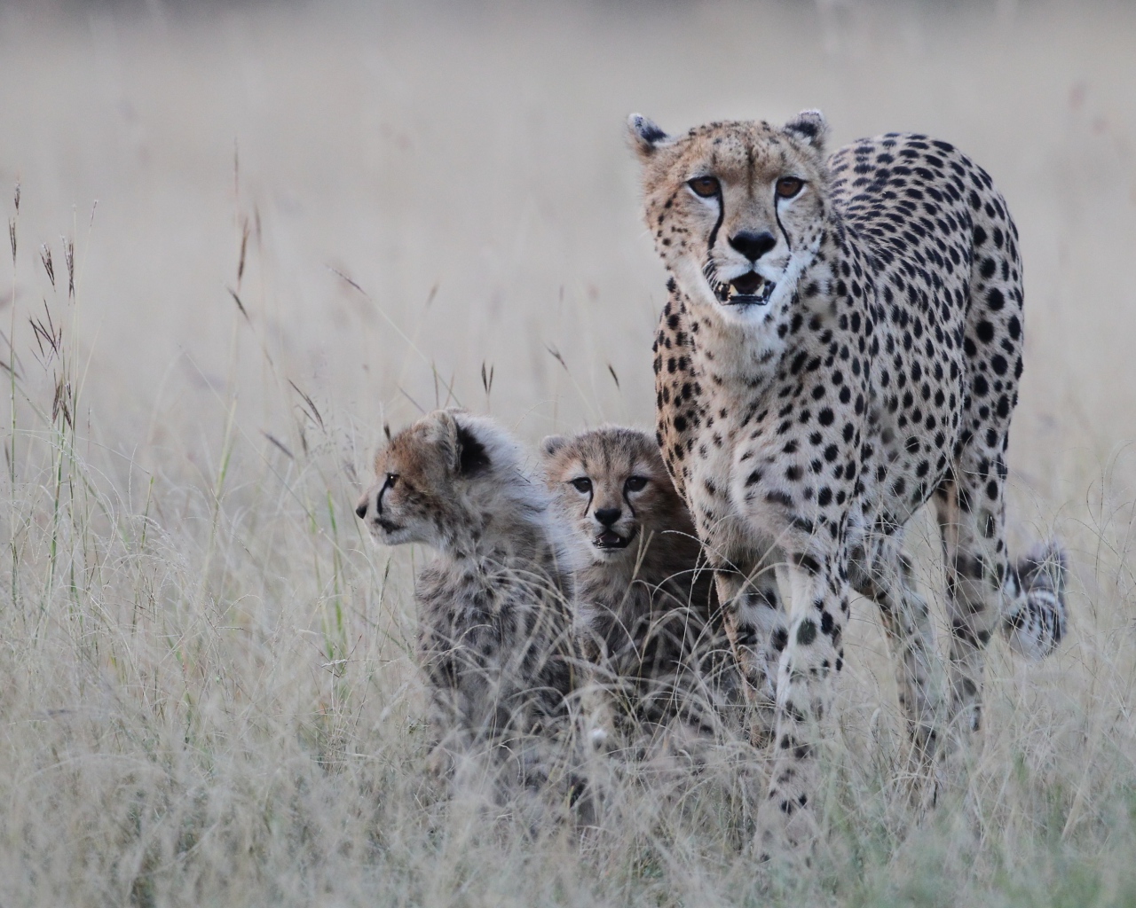 Гепард с котятами
