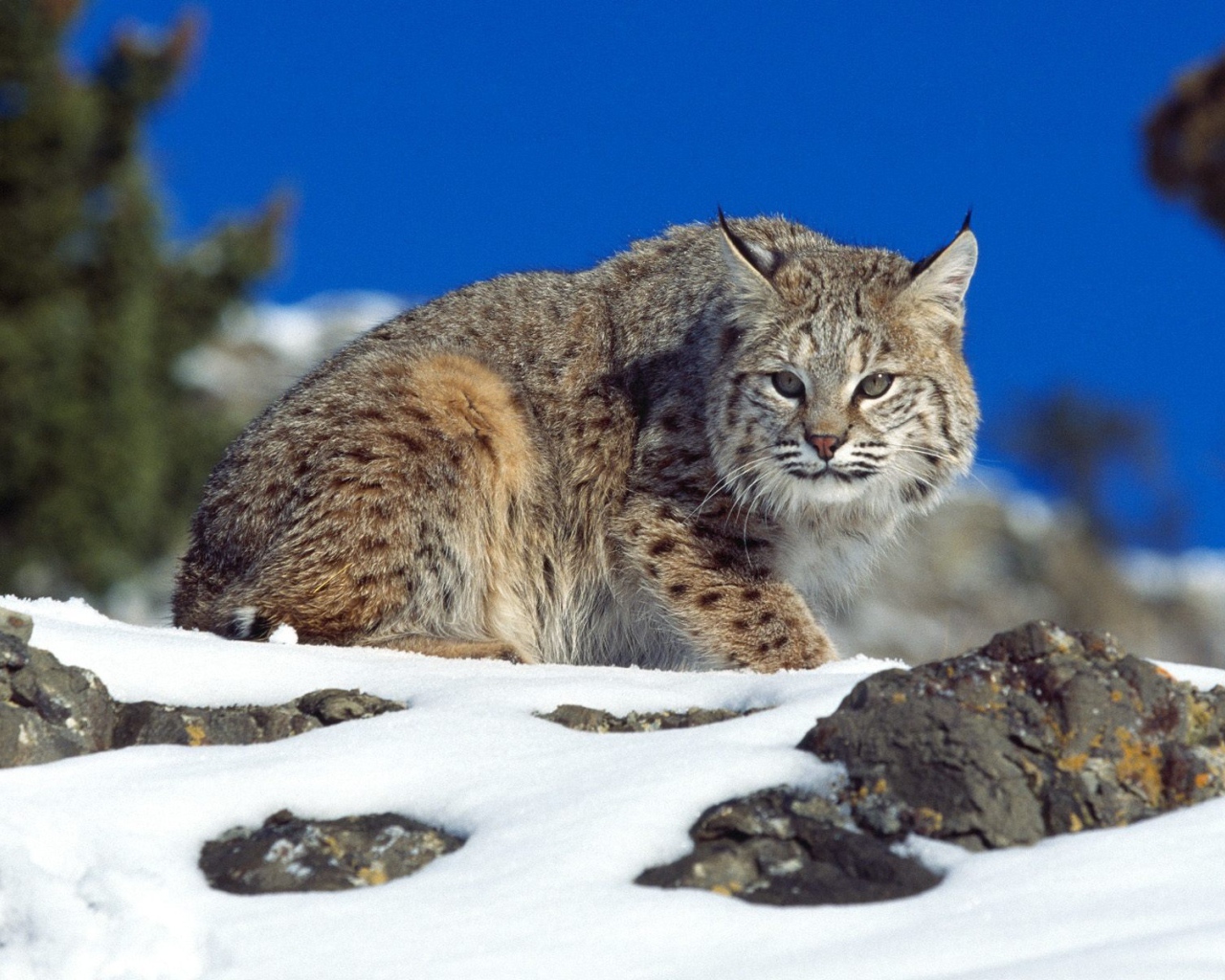 Рысь на снегу