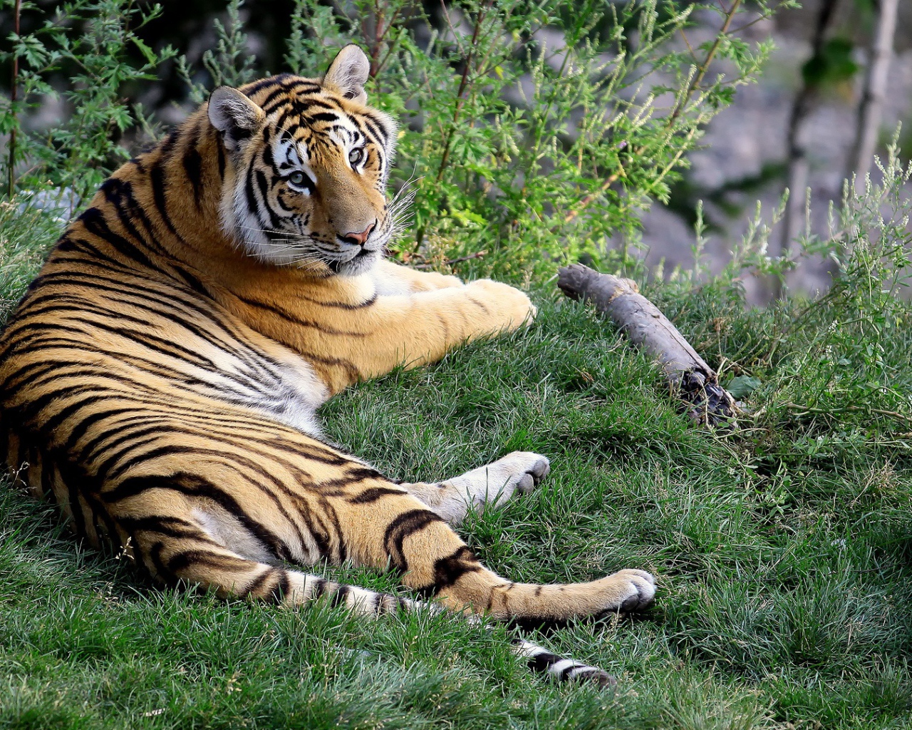 Отдыхающая тигрица