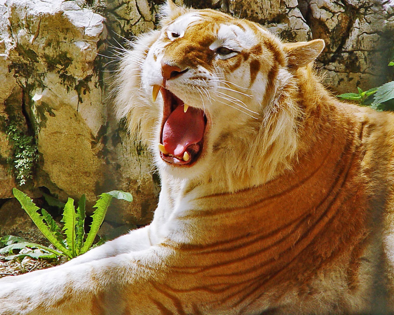 Золотой тигр