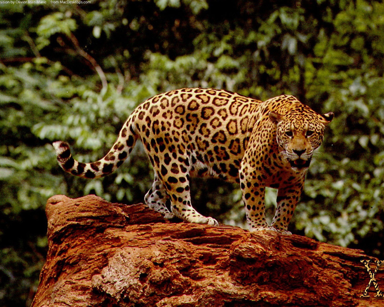 Великолепный ягуар