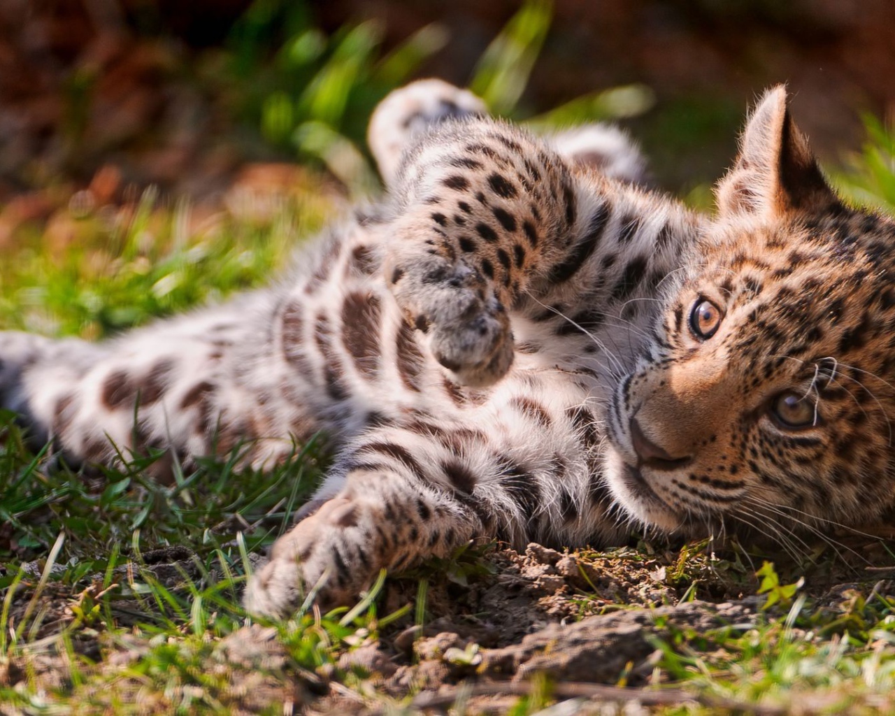 Детеныш ягуара