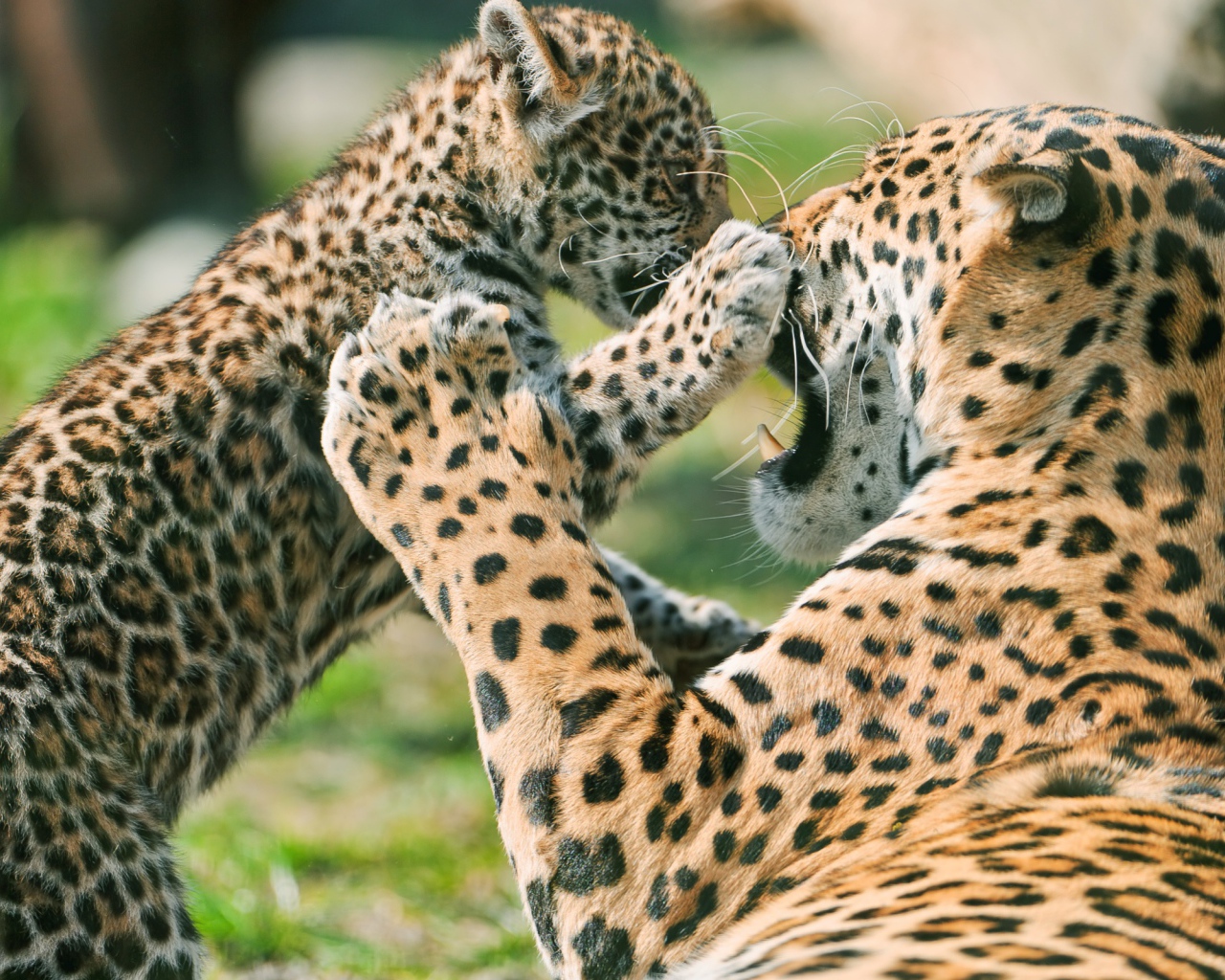 Детеныш ягуара с матерью