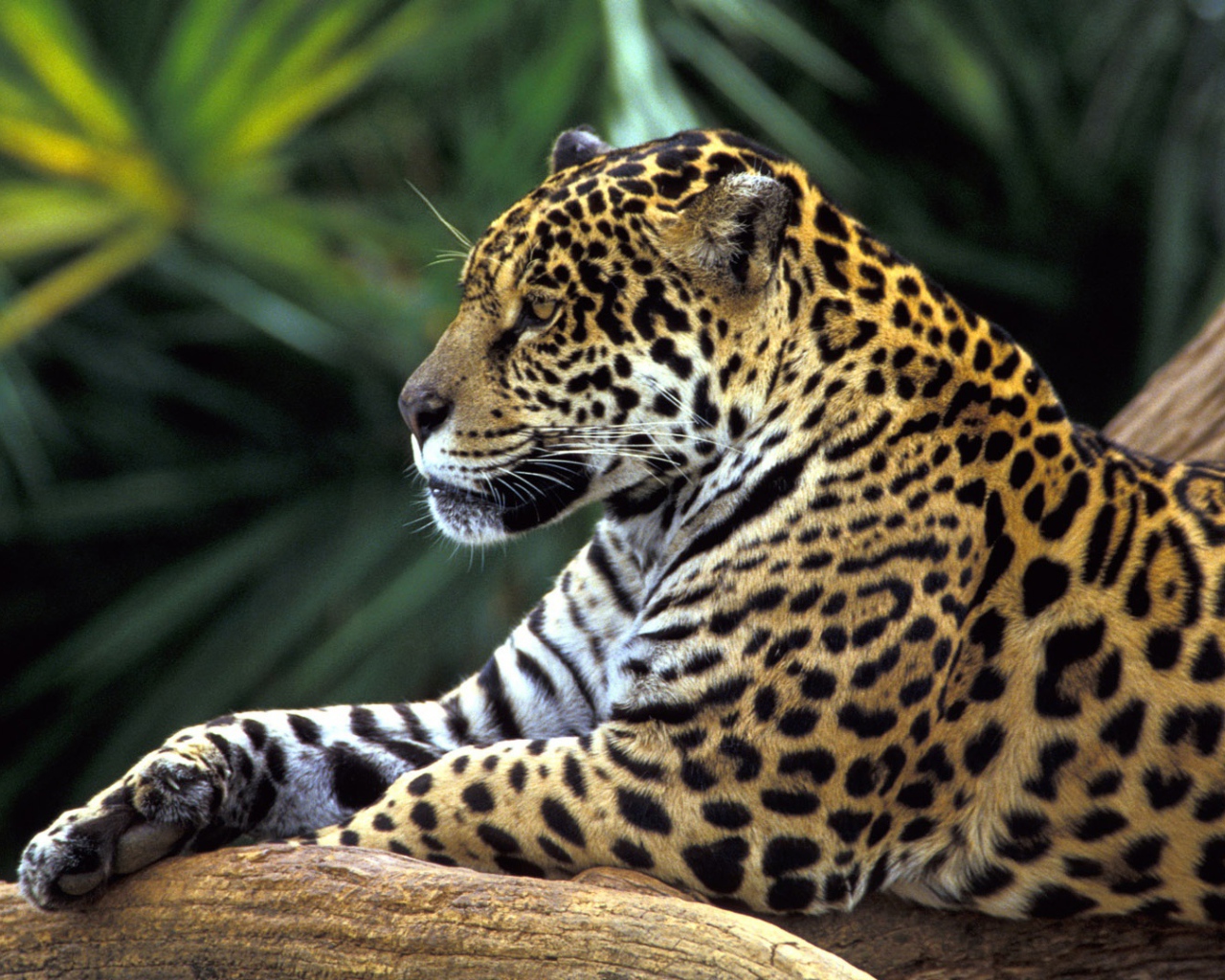 Ягуар в джунглях Амазонки