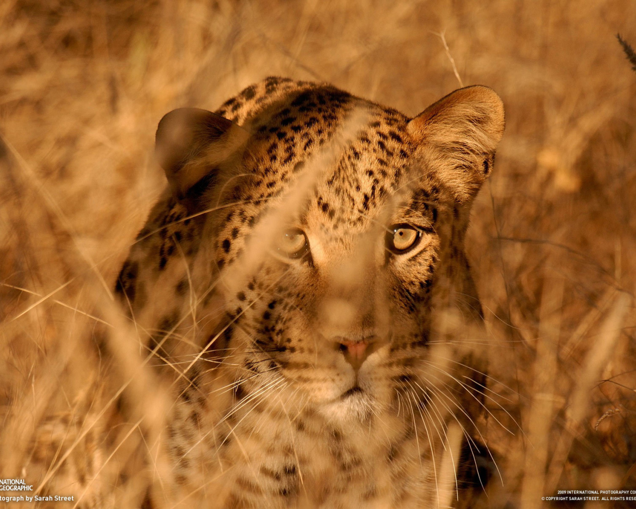 Леопард в засаде