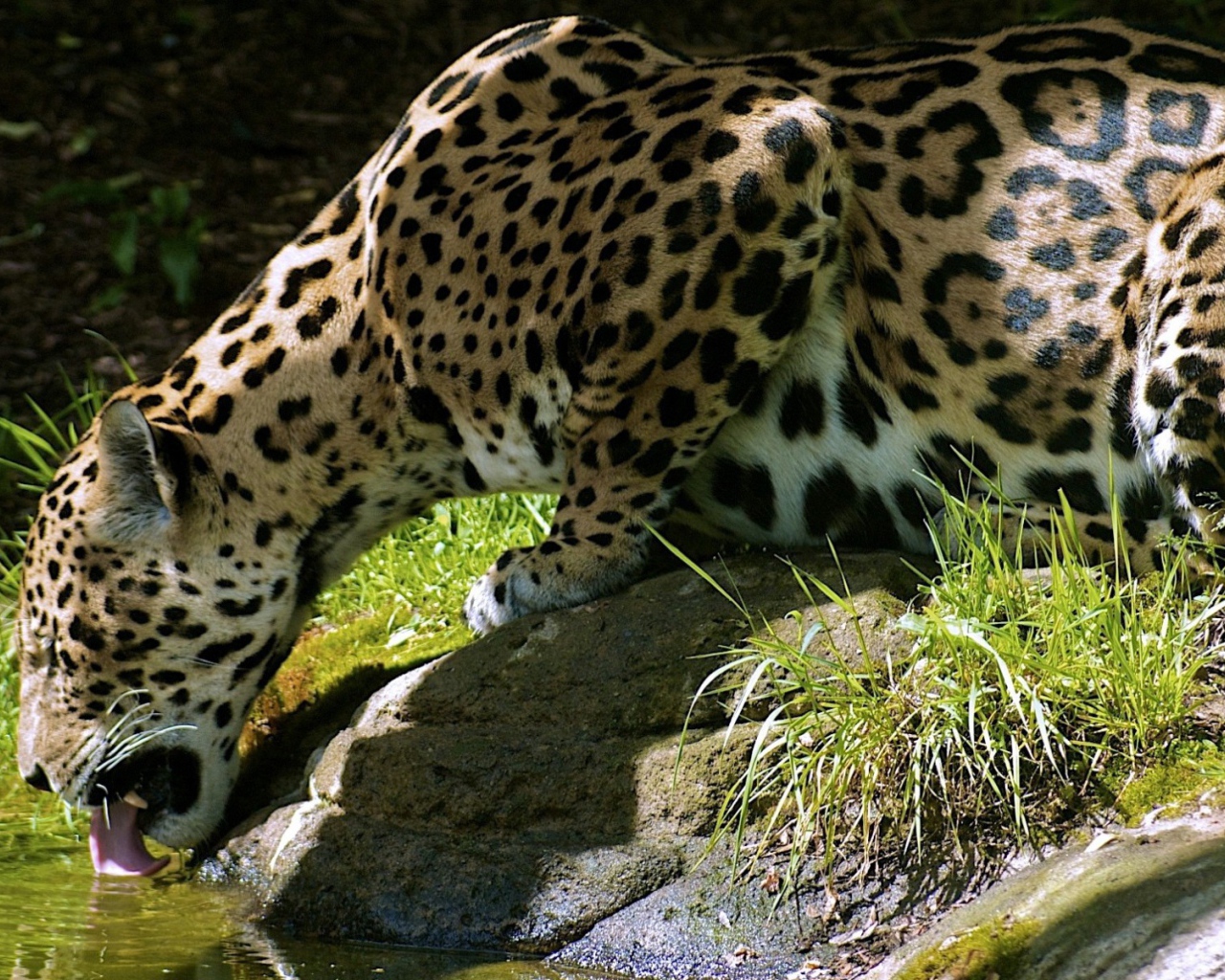 Леопард пьет воду с камня