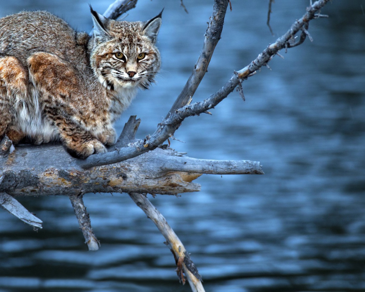 Леопард на сухой  ветке