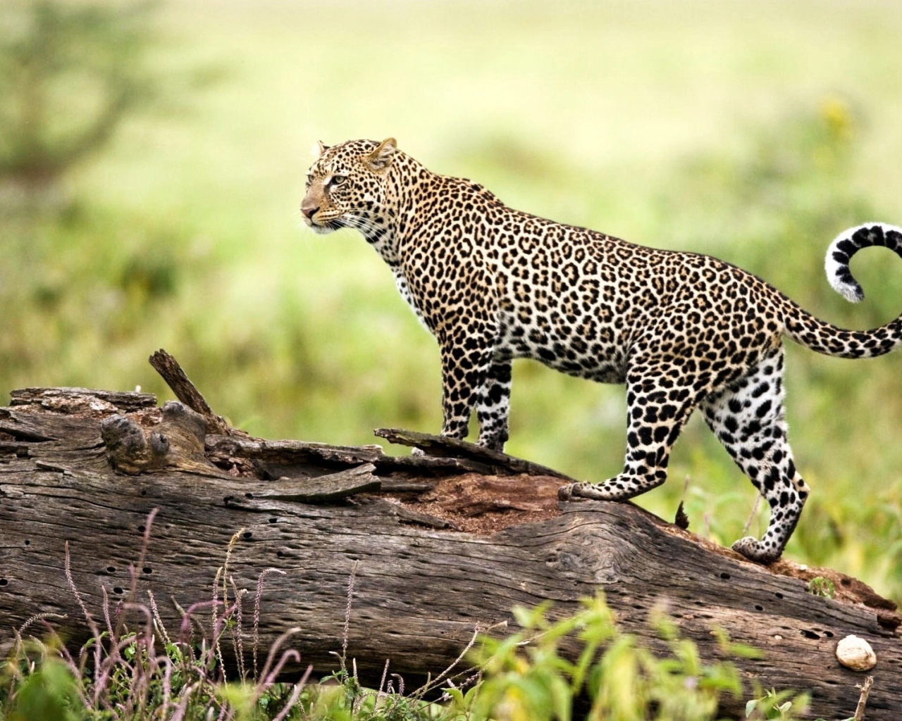 Леопард на природе