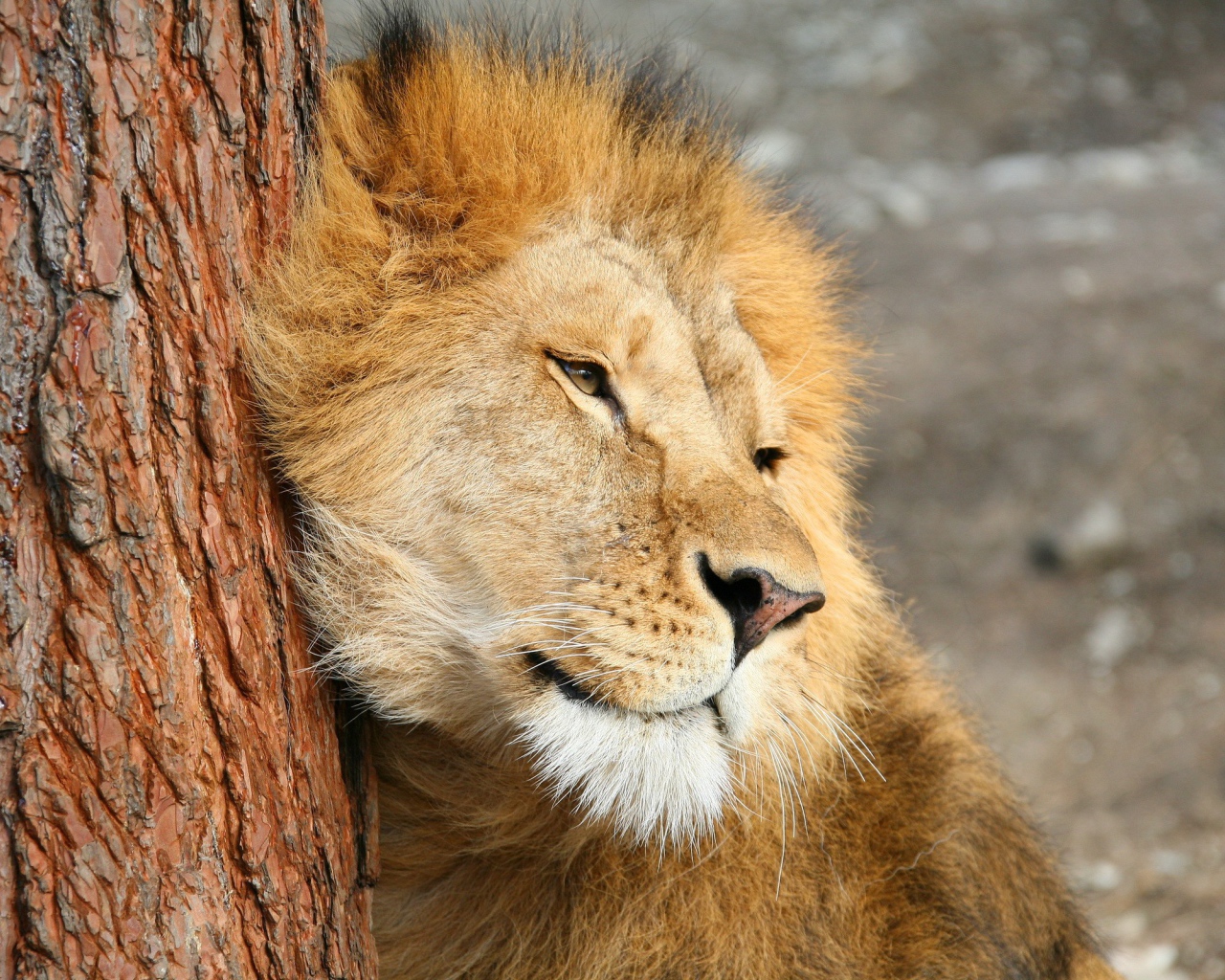 Лев трется о дерево