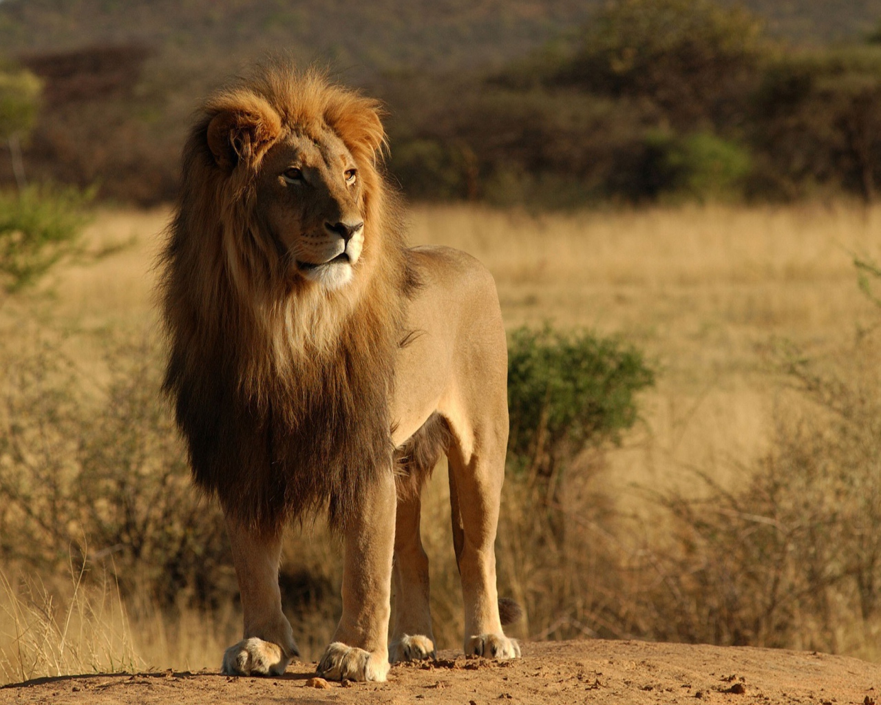 Лев царь зверей