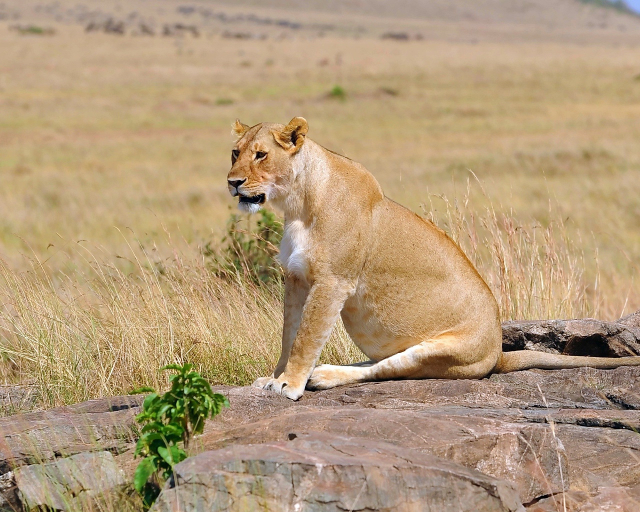 Львица сидит на камнях