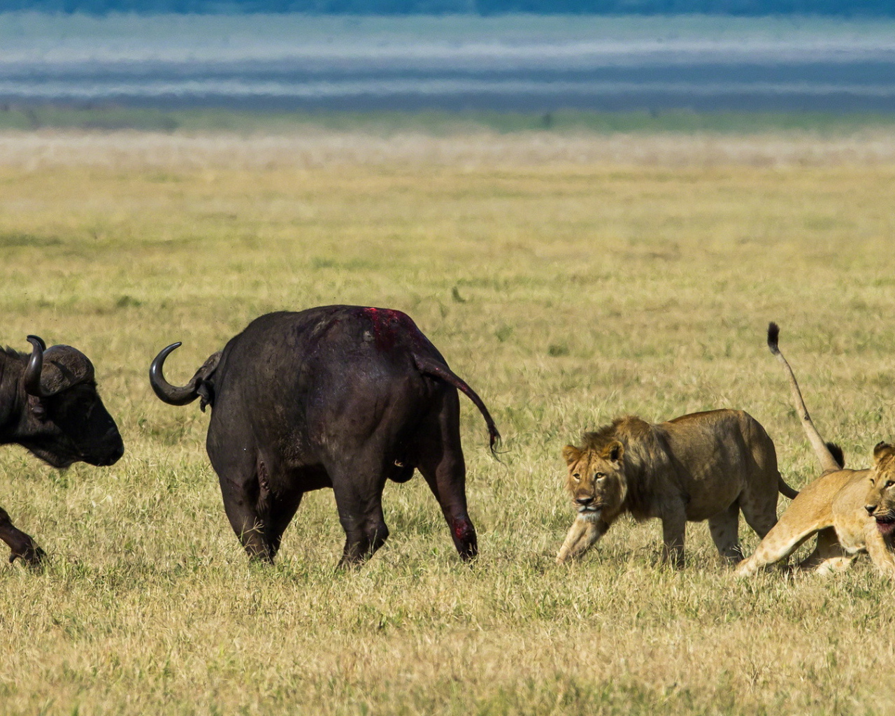 Львы на охоте