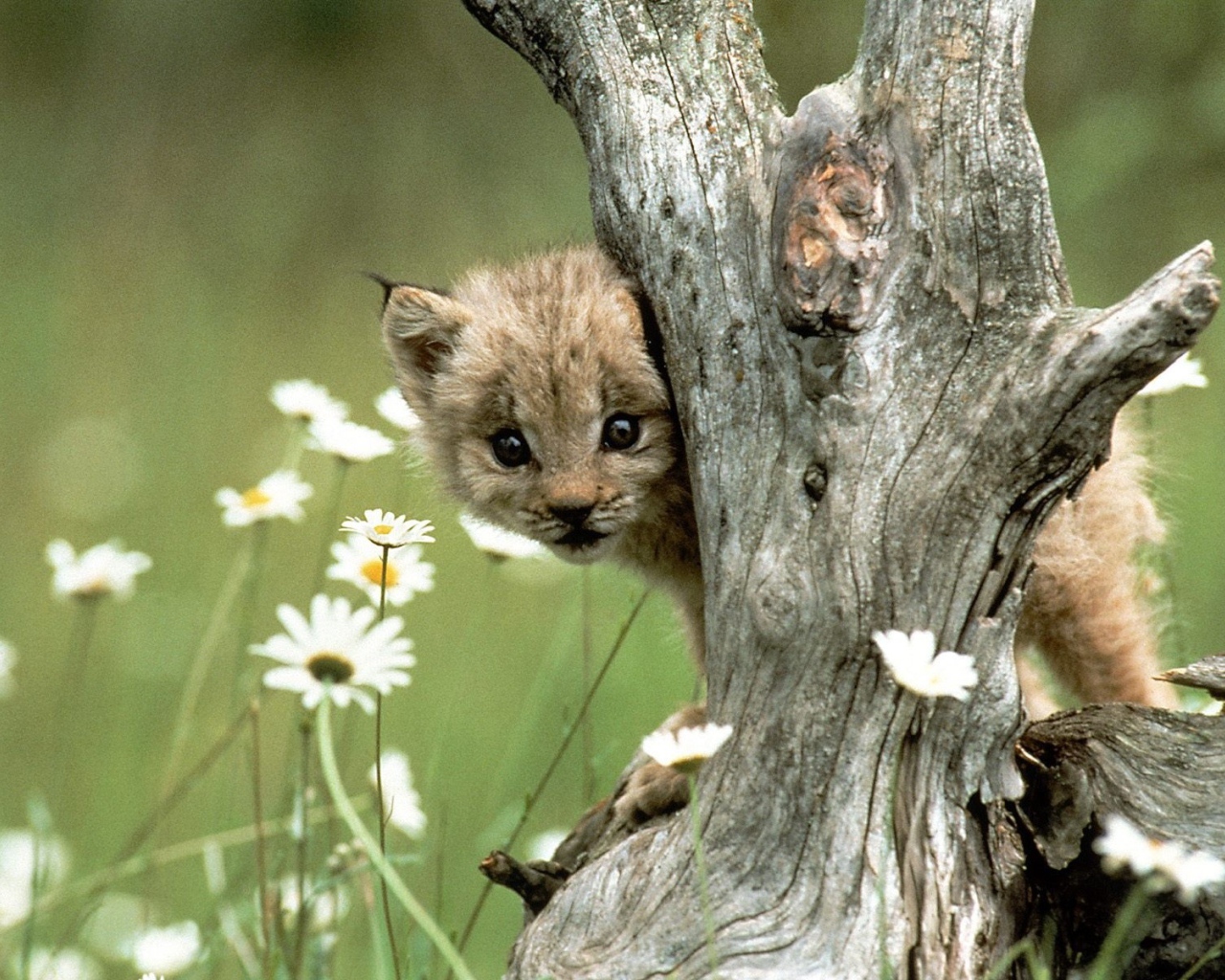 Детеныш рыси