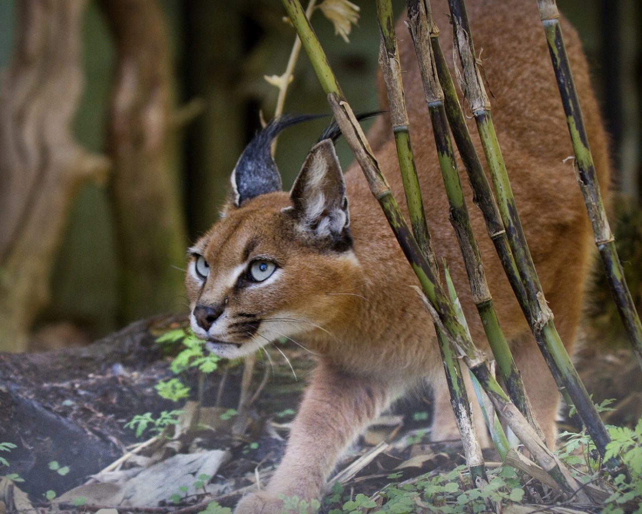 Рысь на охоте