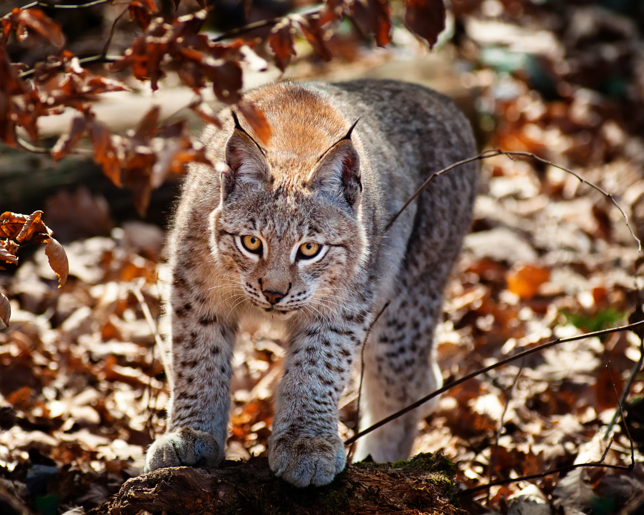 Рысь в осеннем лесу