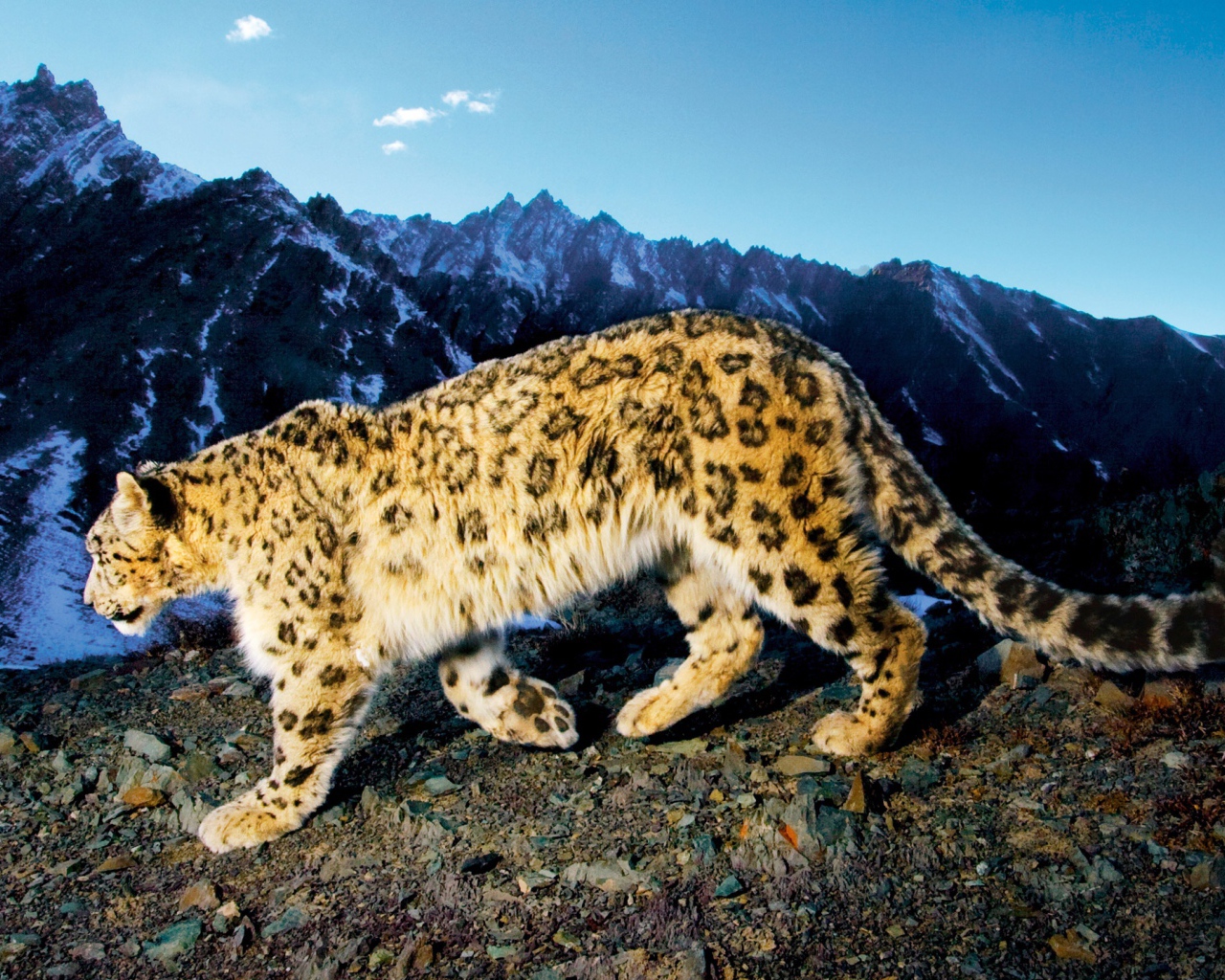 Снежный леопард