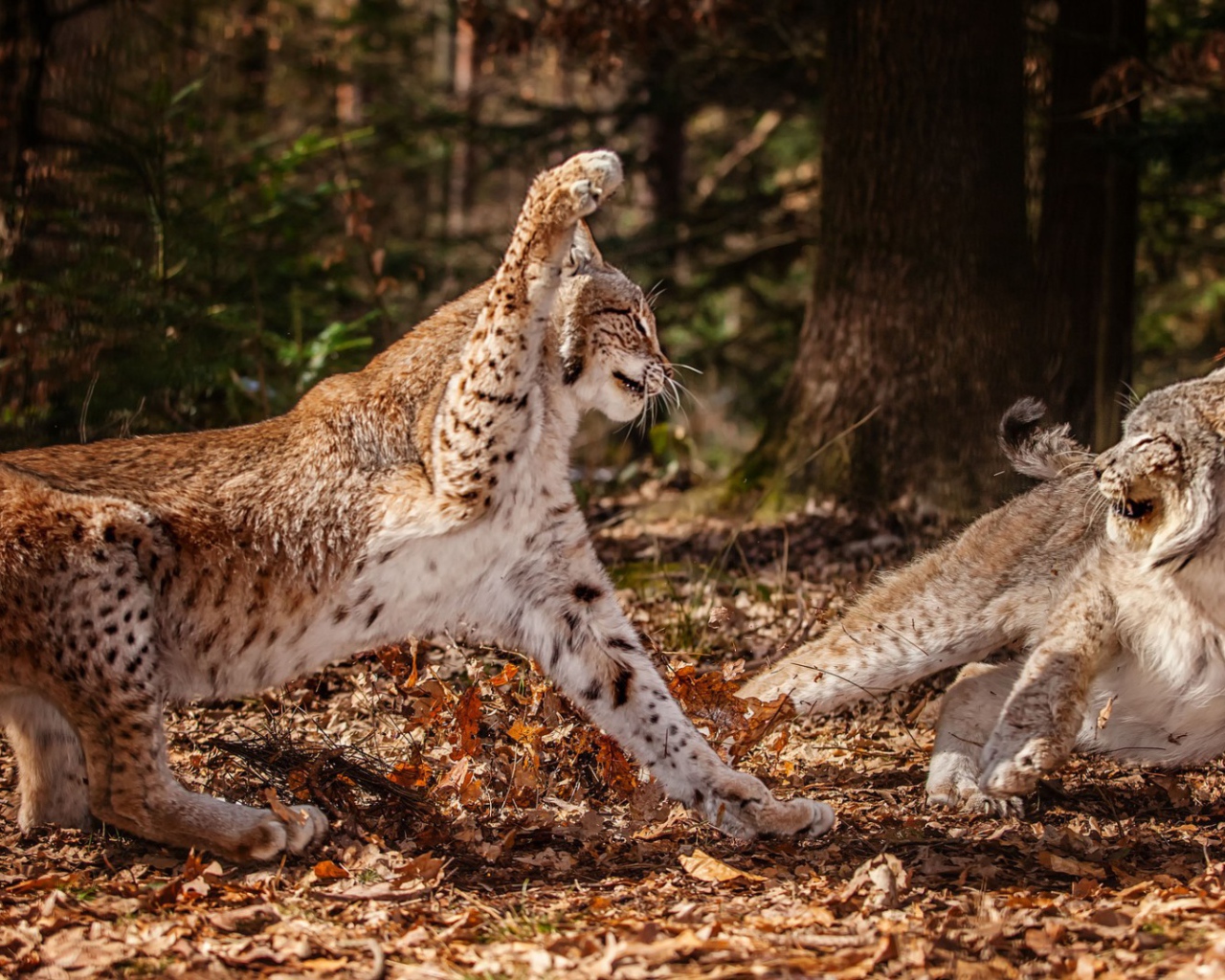 Схватка рысей в лесу
