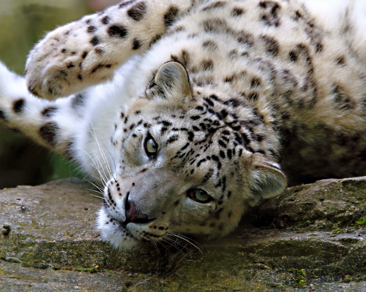 Снежный барс лежит на камне