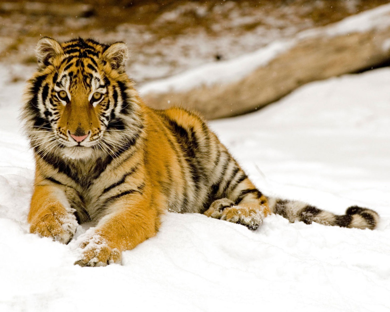 Тигр на снегу