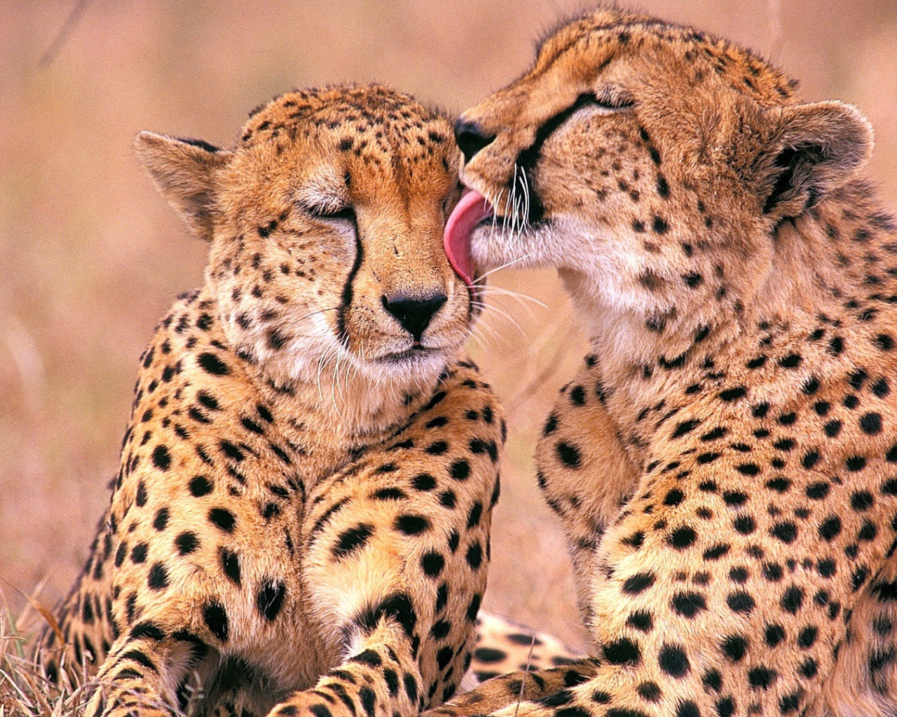 Южно-Африканские гепарды