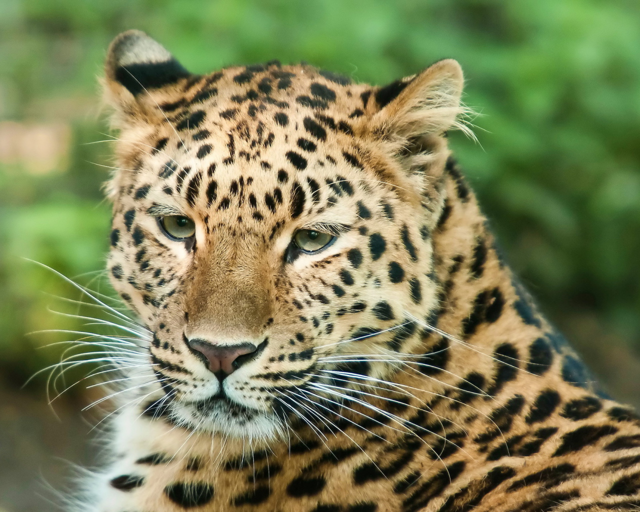 Спокойный взгляд леопарда