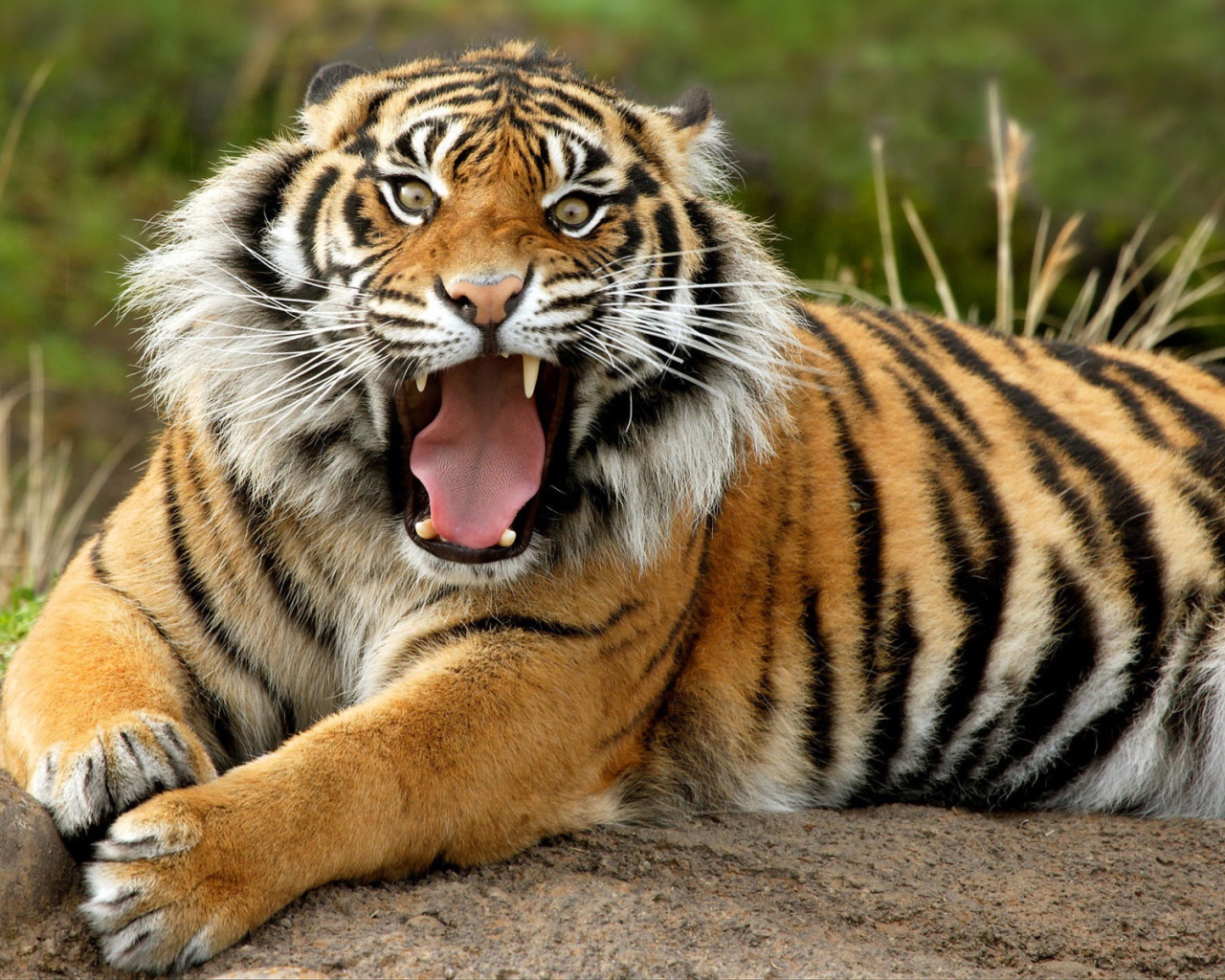 Суматранский опасный тигр