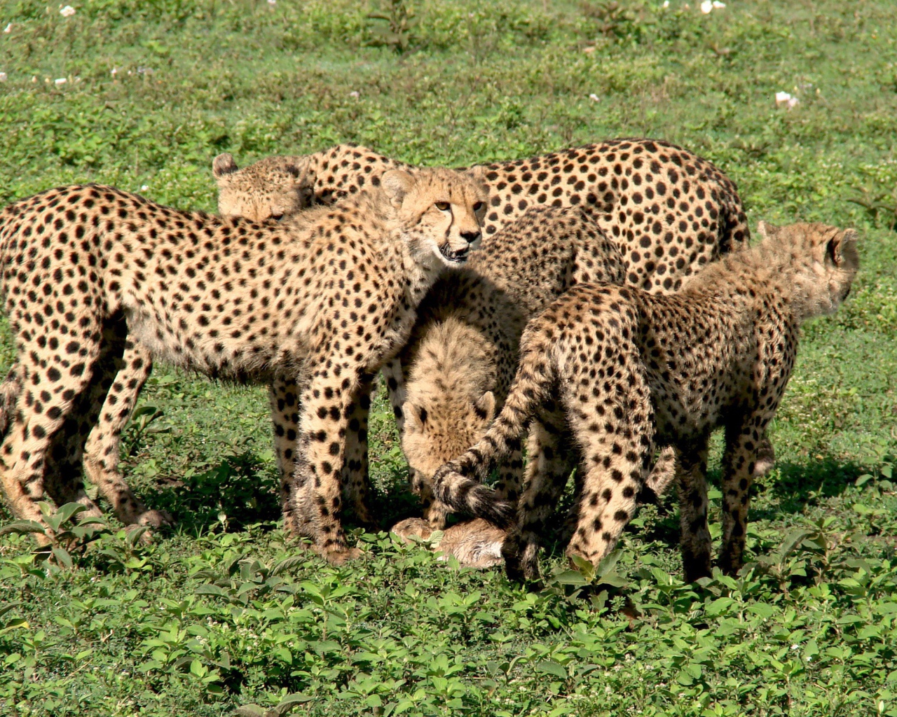 Семья гепардов