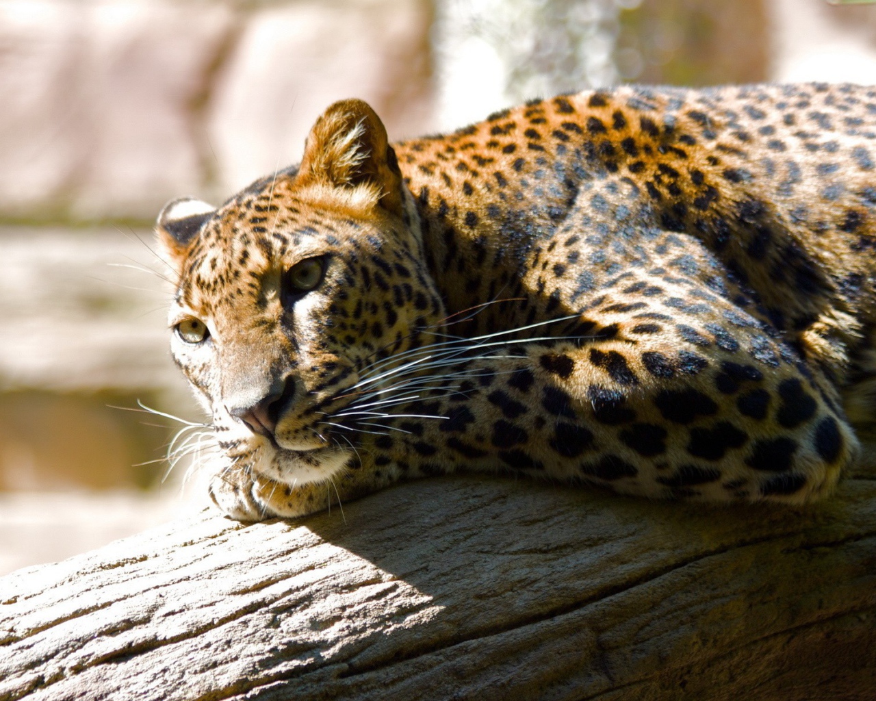 Леопард лежит на бревне