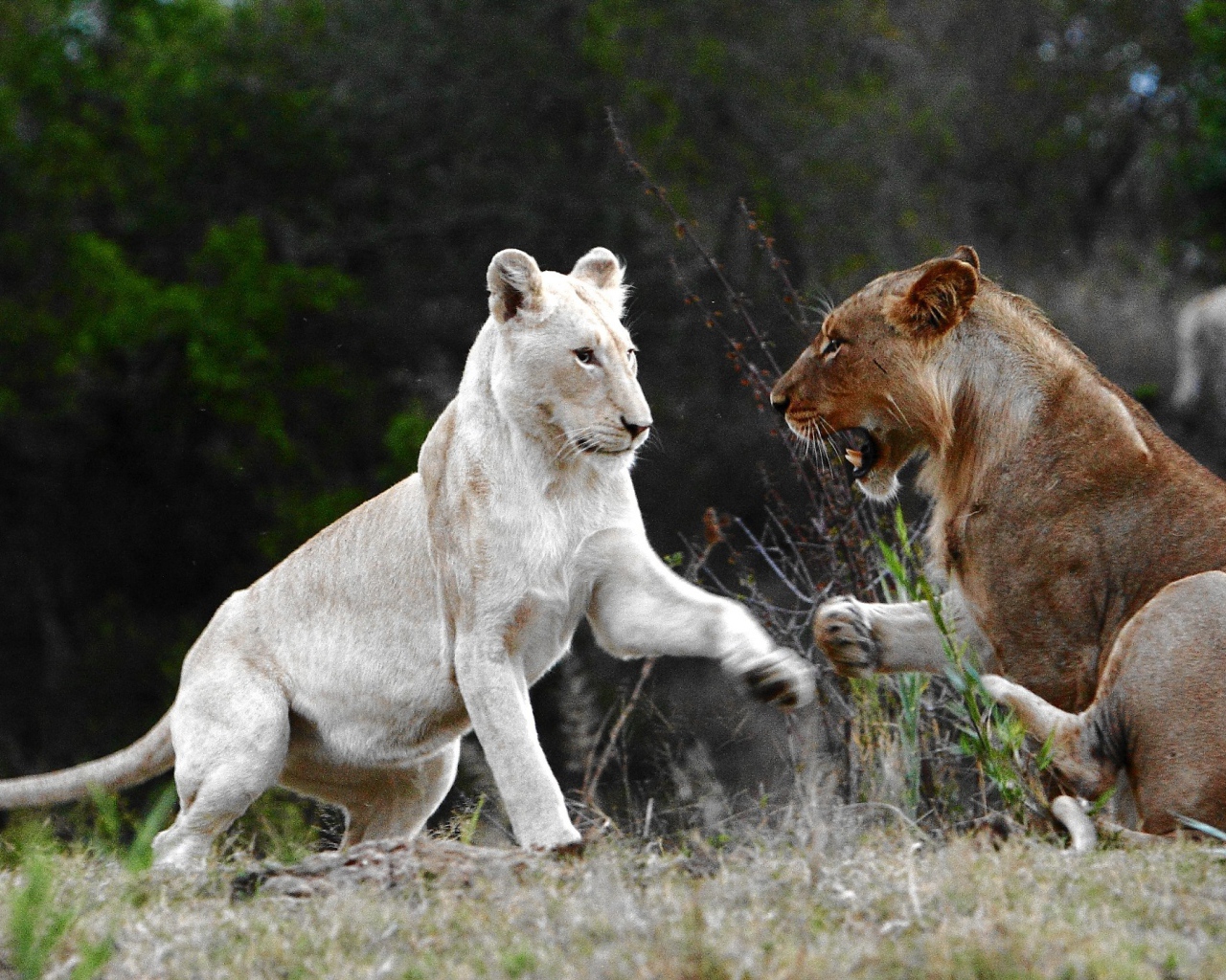 Лев альбинос