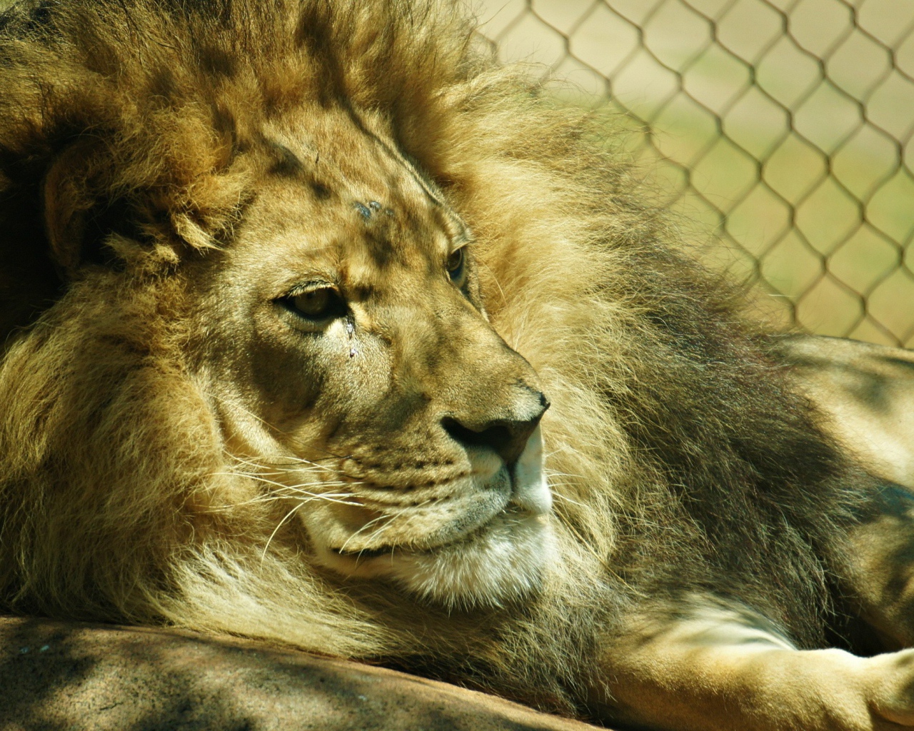 Лев лежит в клетке
