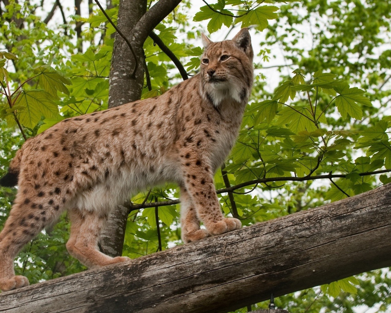 Рысь на дереве