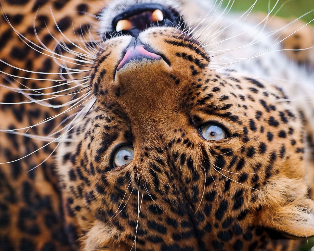 Морда лежачего леопарда