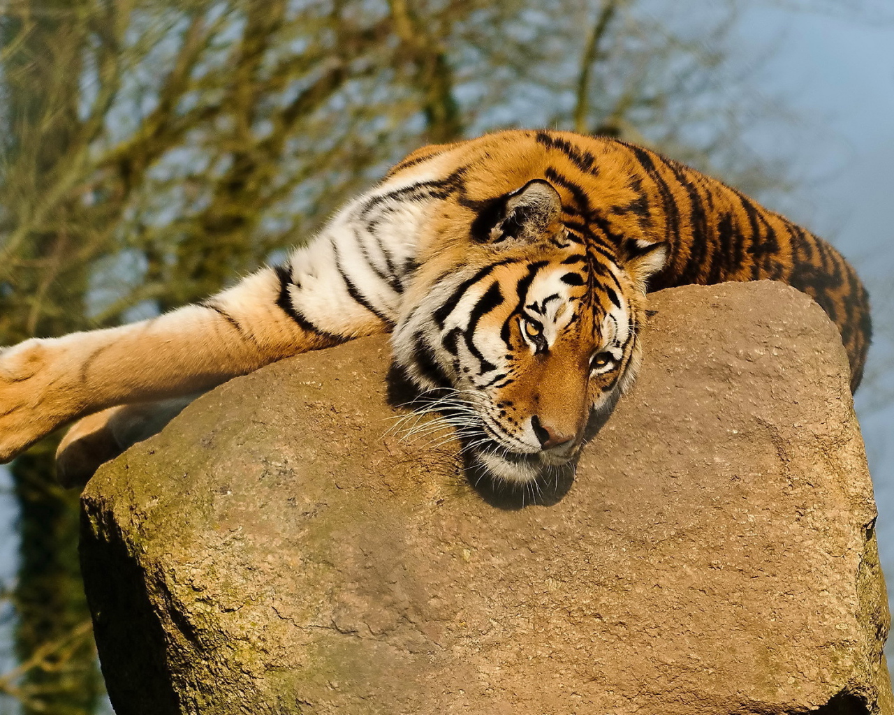 Тигр лежит на камне