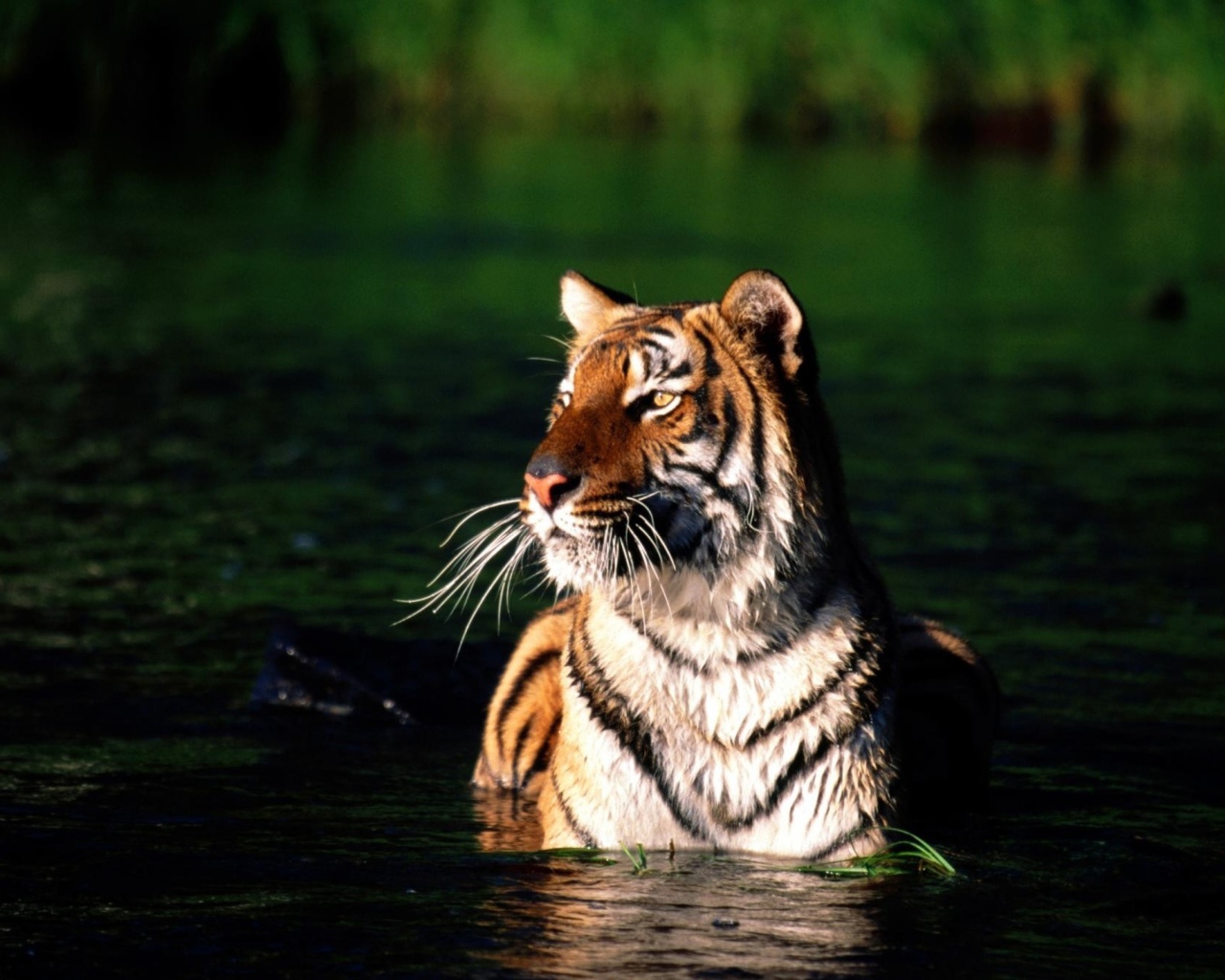 Тигр купается