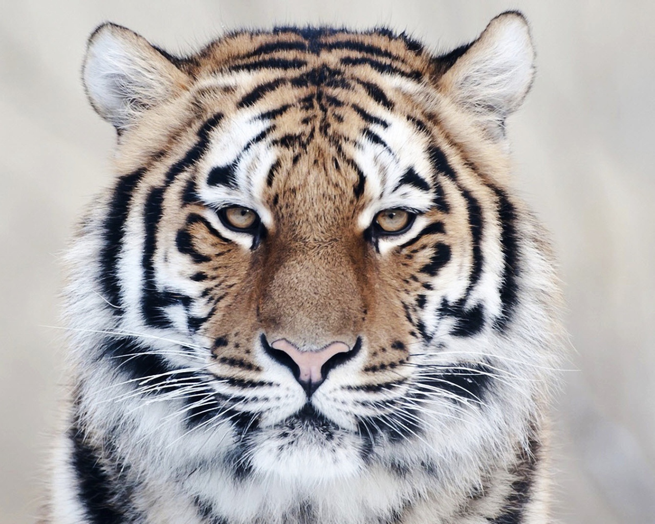 Тигр вблизи