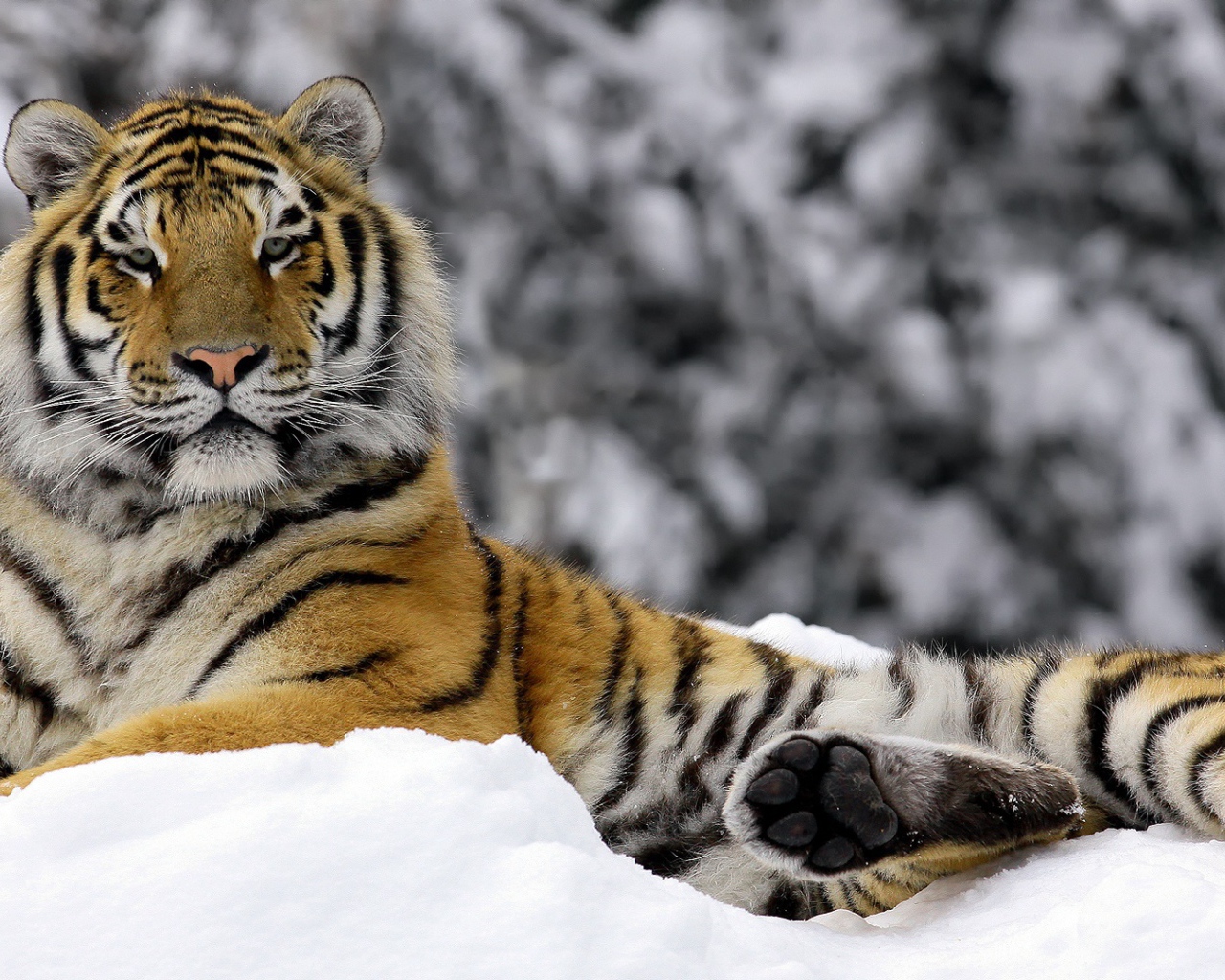 Тигр зимой 