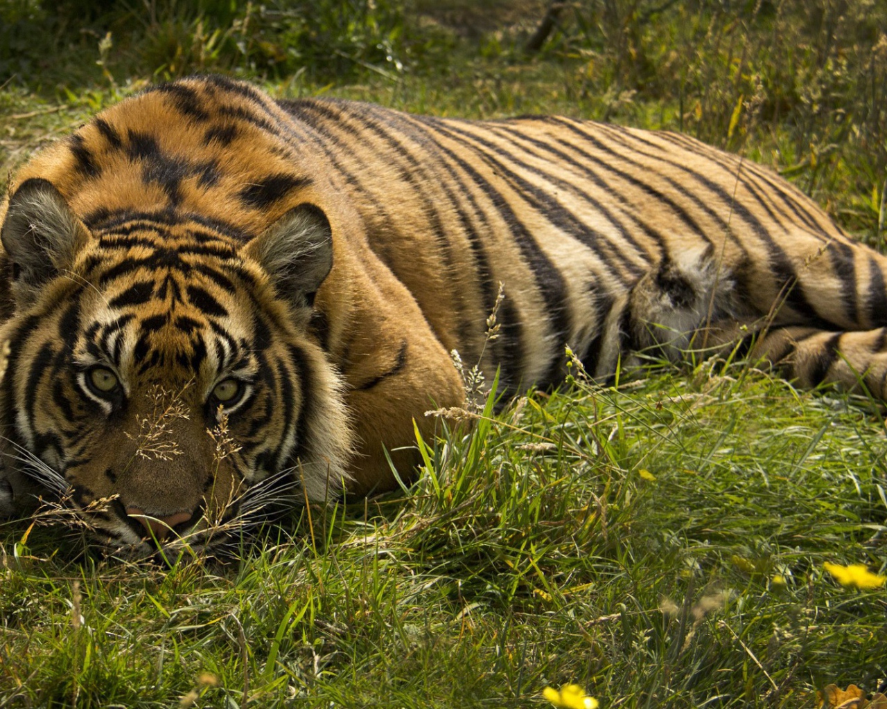 Тигр лежит в траве