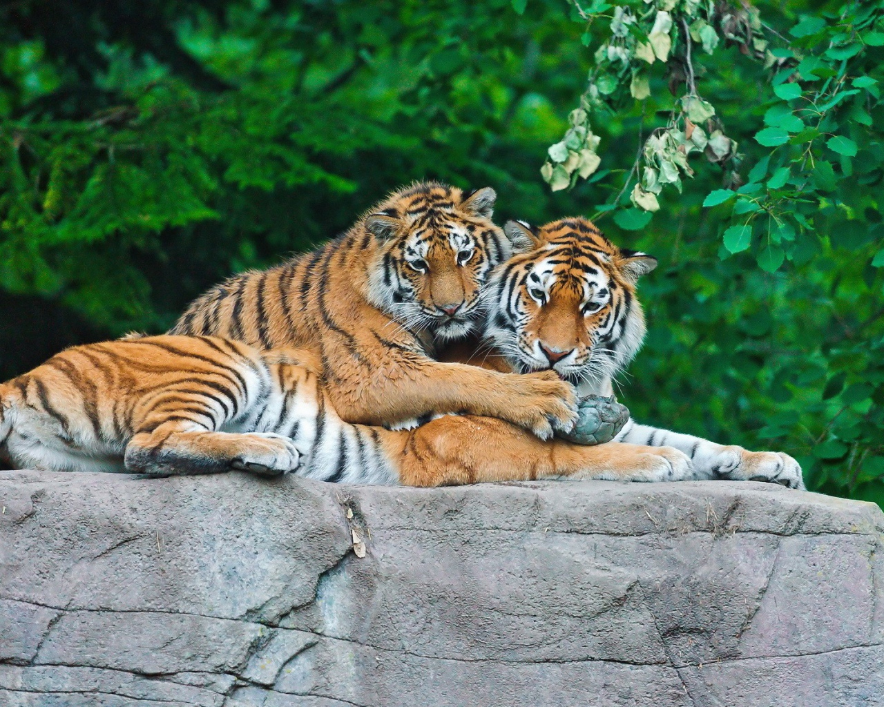 Тигриная пара