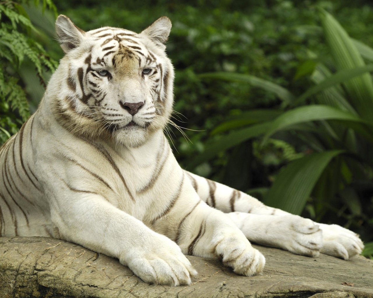Tiger panthera tigris singapore
